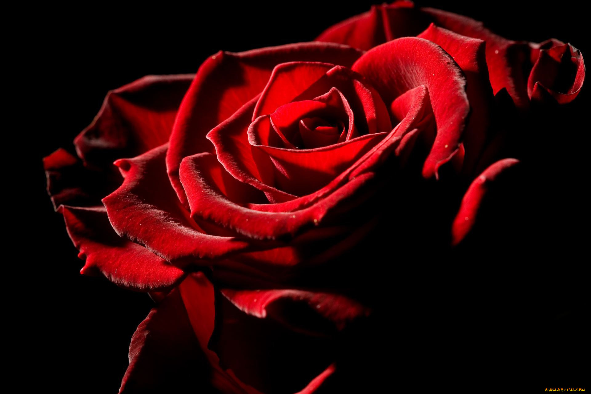 Красная роза на фоне контраст